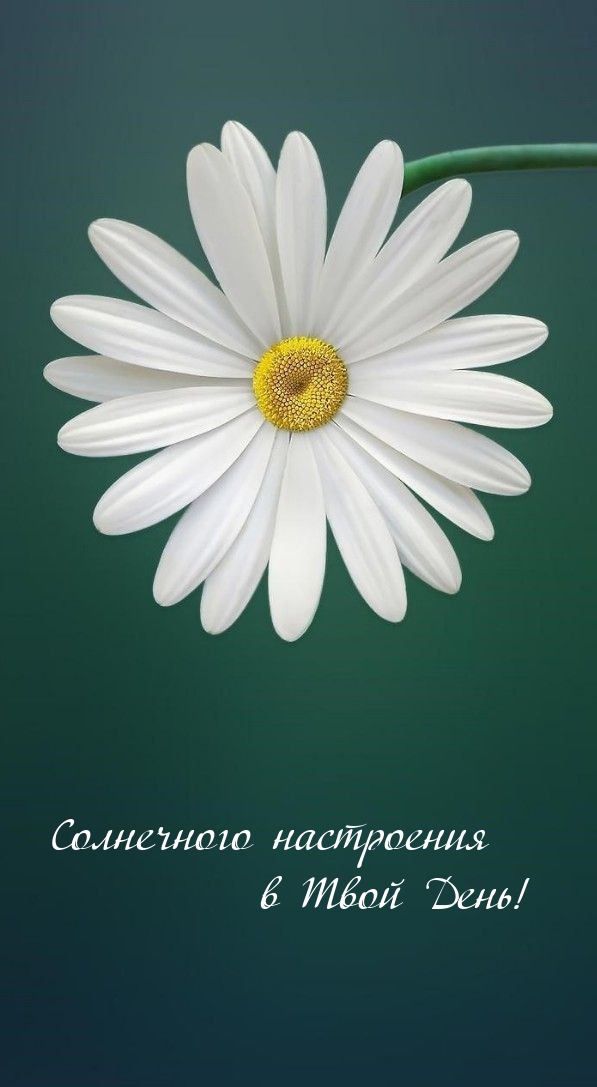Солнечного настроения в Твой День! 