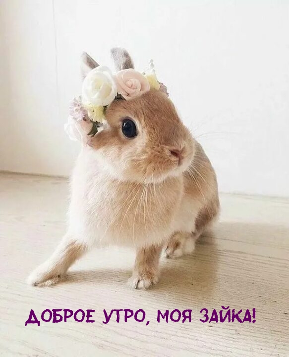 Доброе утро, моя зайка!