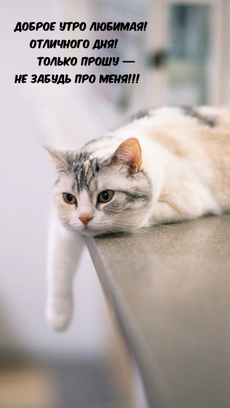 ДОБРОЕ УТРО ЛЮБИМАЯ! Отличного дня! 