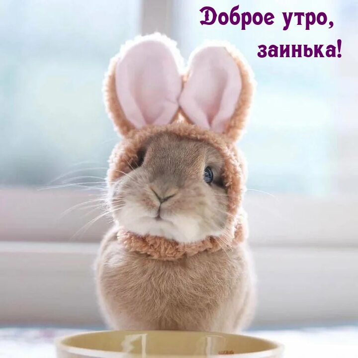 Доброе утро, заинька!