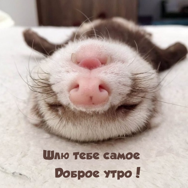 Шлю тебе самое Доброе утро!