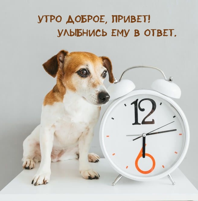 Утро доброе, привет! Улыбнись ему в ответ.