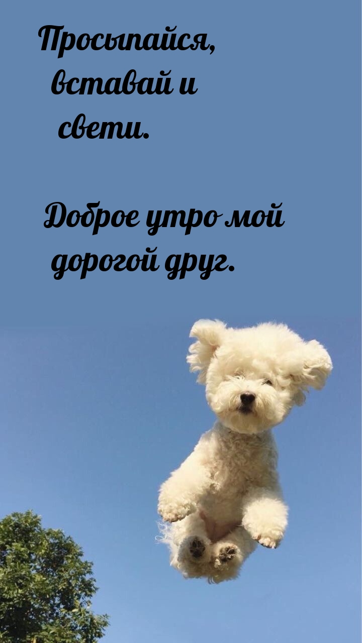 Просыпайся, вставай и свети. Доброе утро мой дорогой друг.