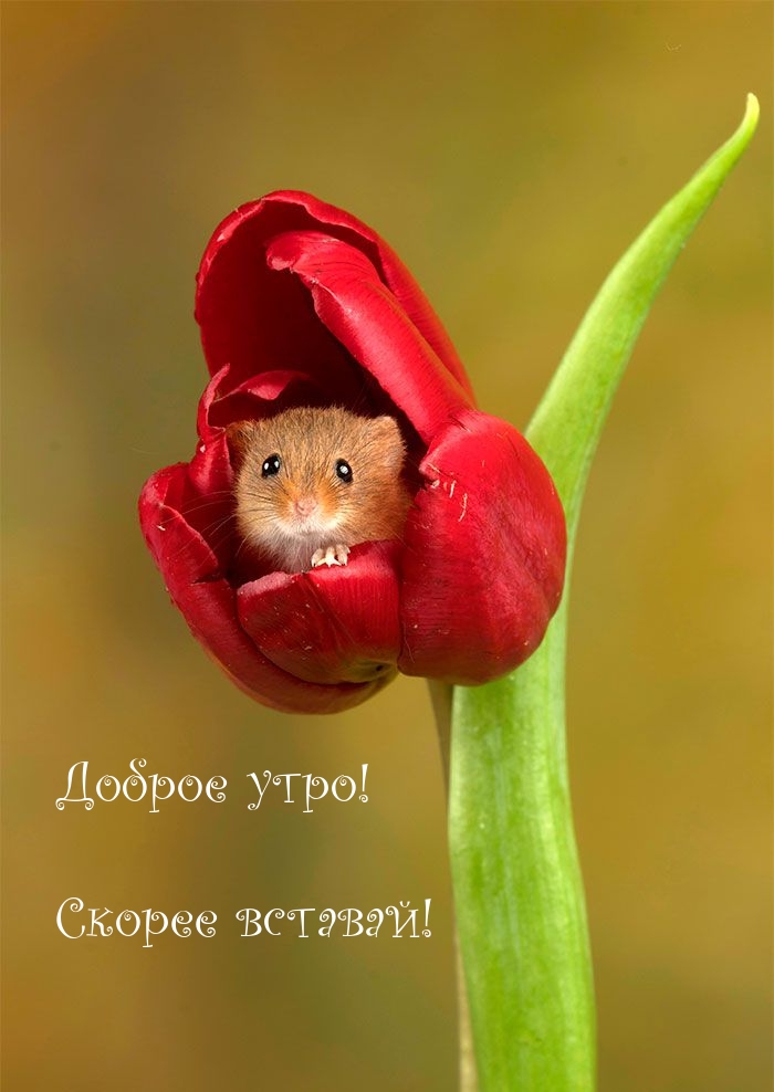 Доброе утро! Скорее вставай!