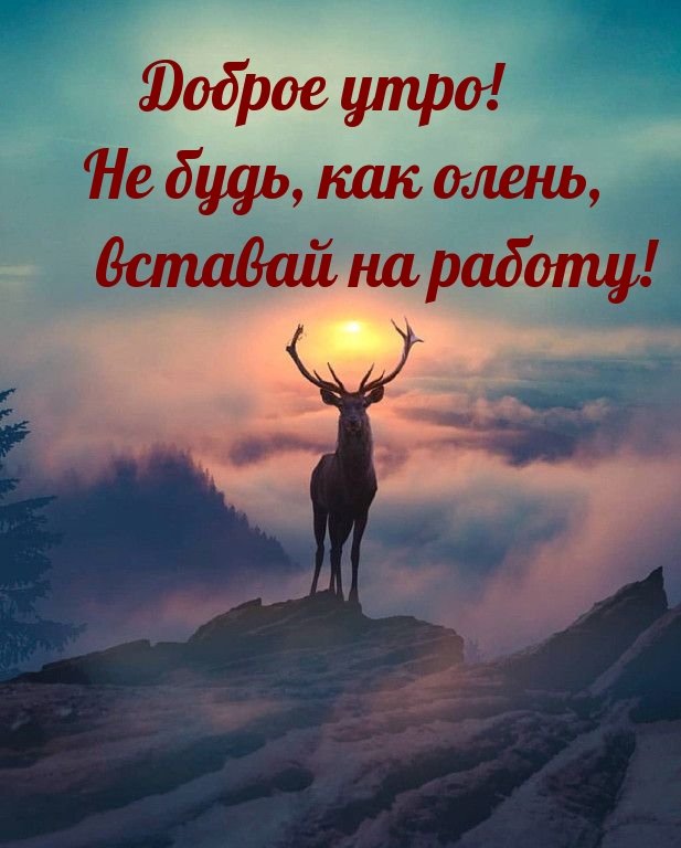 Доброе утро! Не будь, как олень, вставай на работу! 