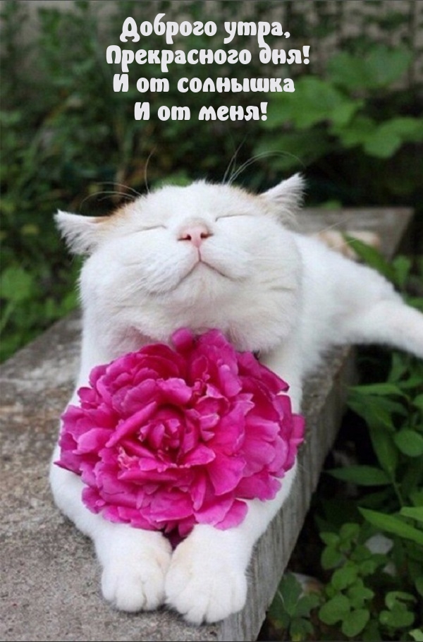 Доброго утра, прекрасного дня! И от солнышка и от меня!