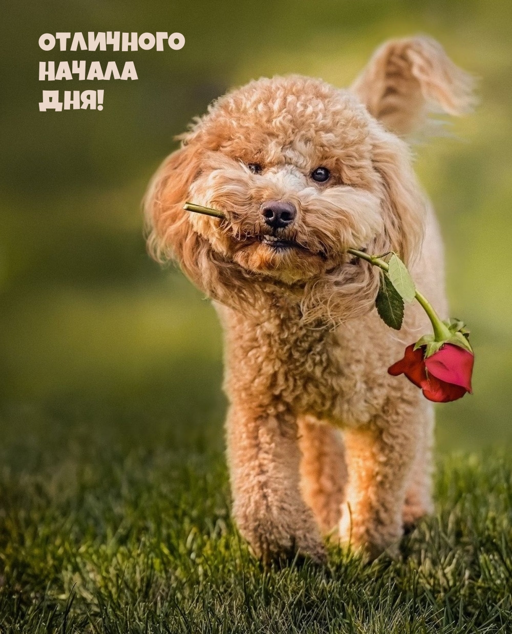 Отличного Начала Дня!