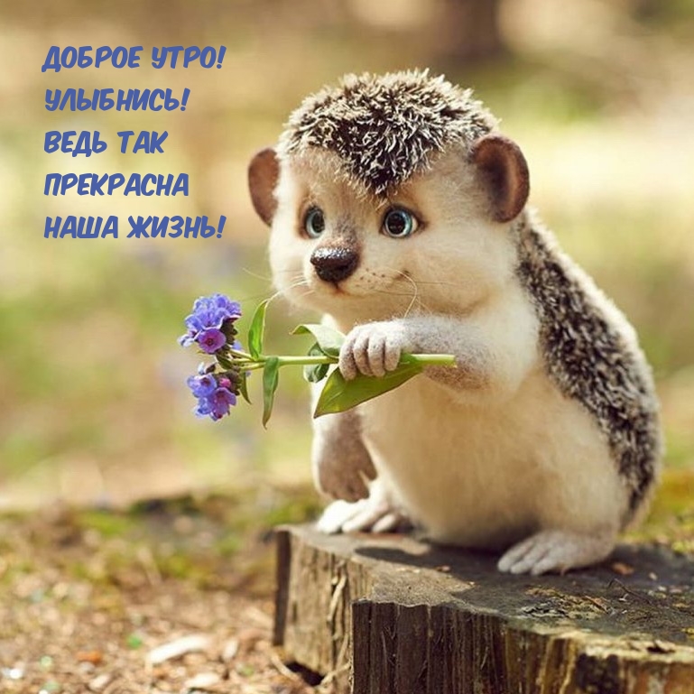 Доброе утро! Улыбнись! Ведь так прекрасна наша жизнь!