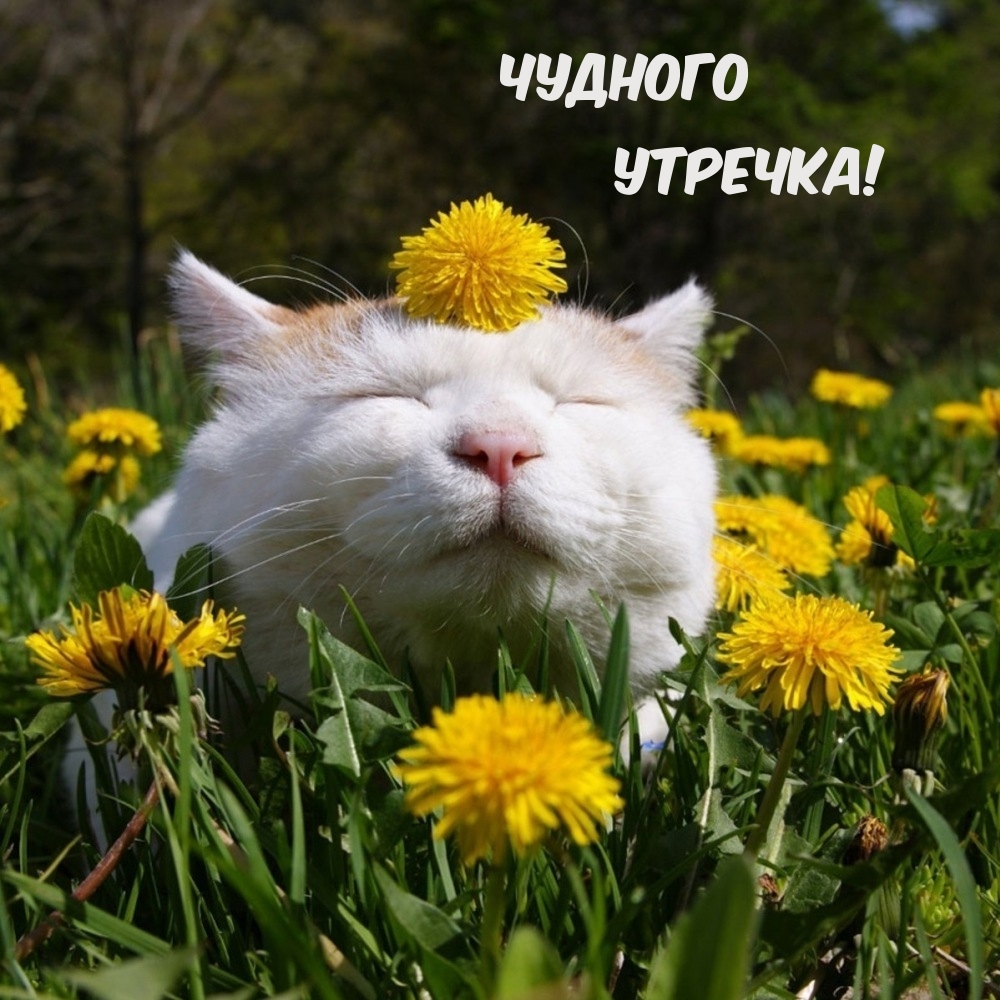 Чудного Утречка!