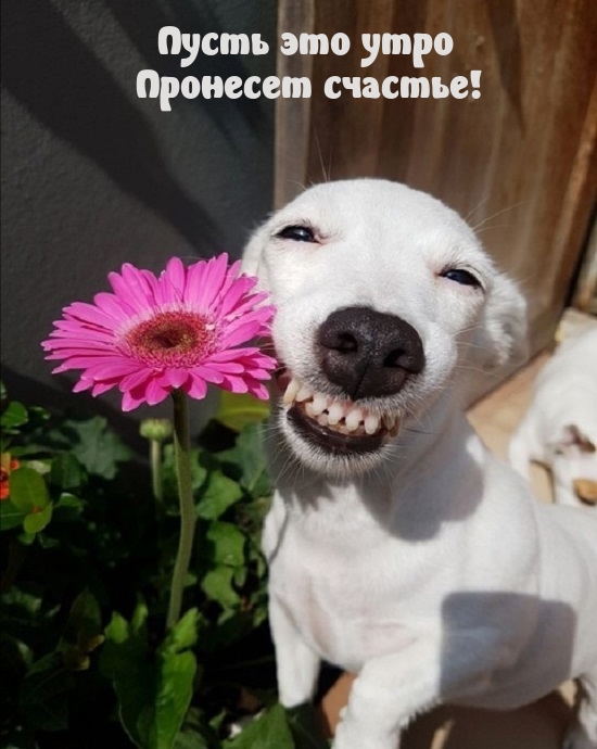 Пусть это утро пронесет счастье!