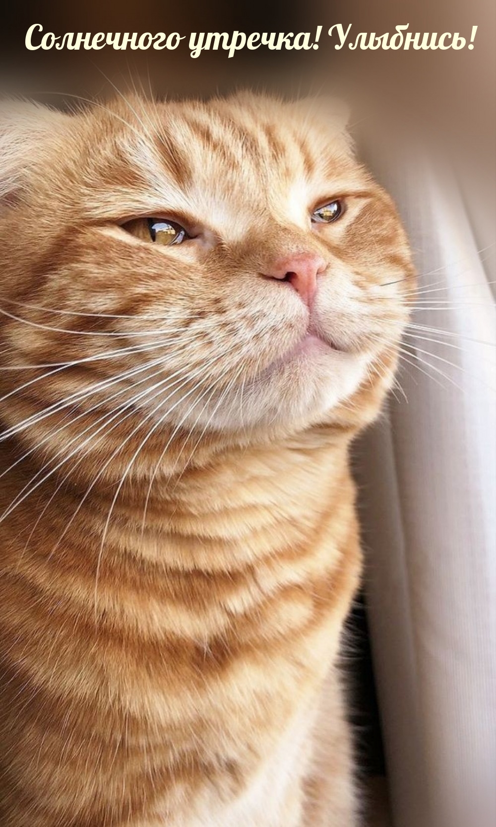 Солнечного утречка! Улыбнись!