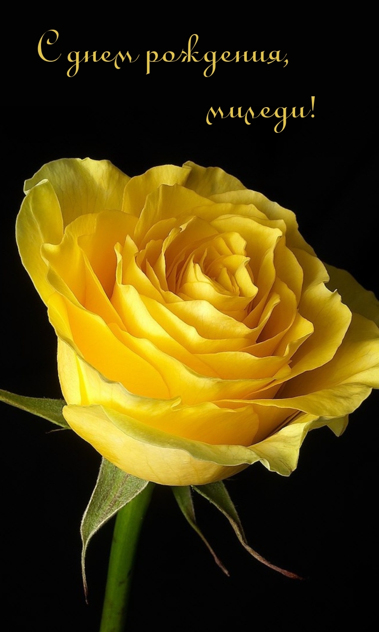 С днем рождения, миледи!