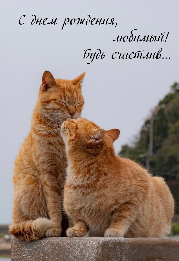 С днем рождения, любимый! Будь счастлив... 