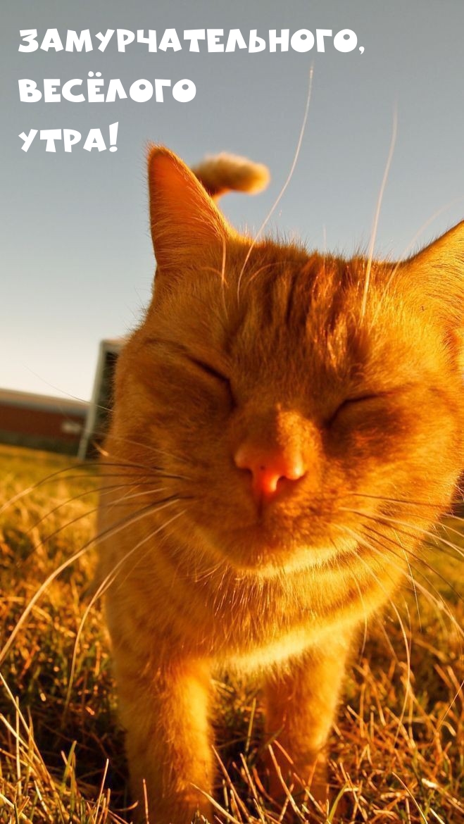 Замурчательного, Весёлого Утра!