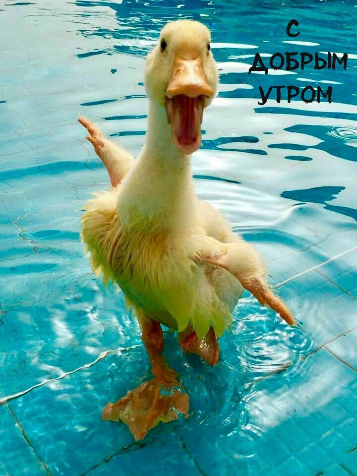 С добрым утром