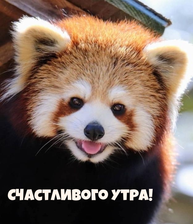 Счастливого утра!