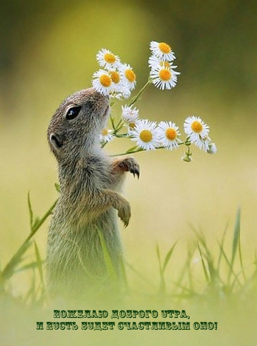 Пожелаю доброго утра, и пусть будет счастливым оно!