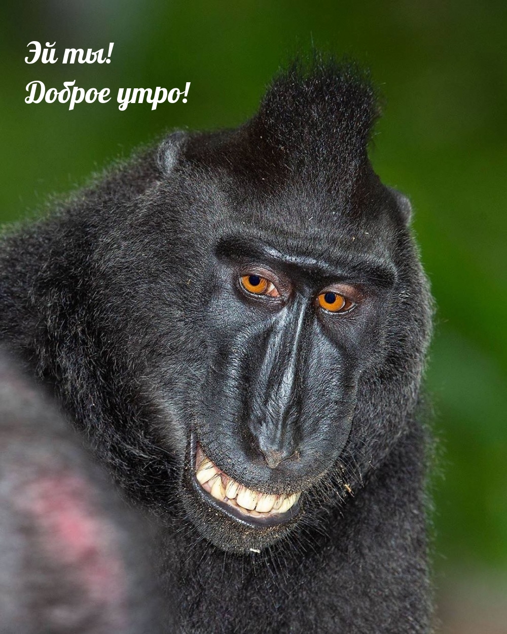 Эй ты! Доброе утро!