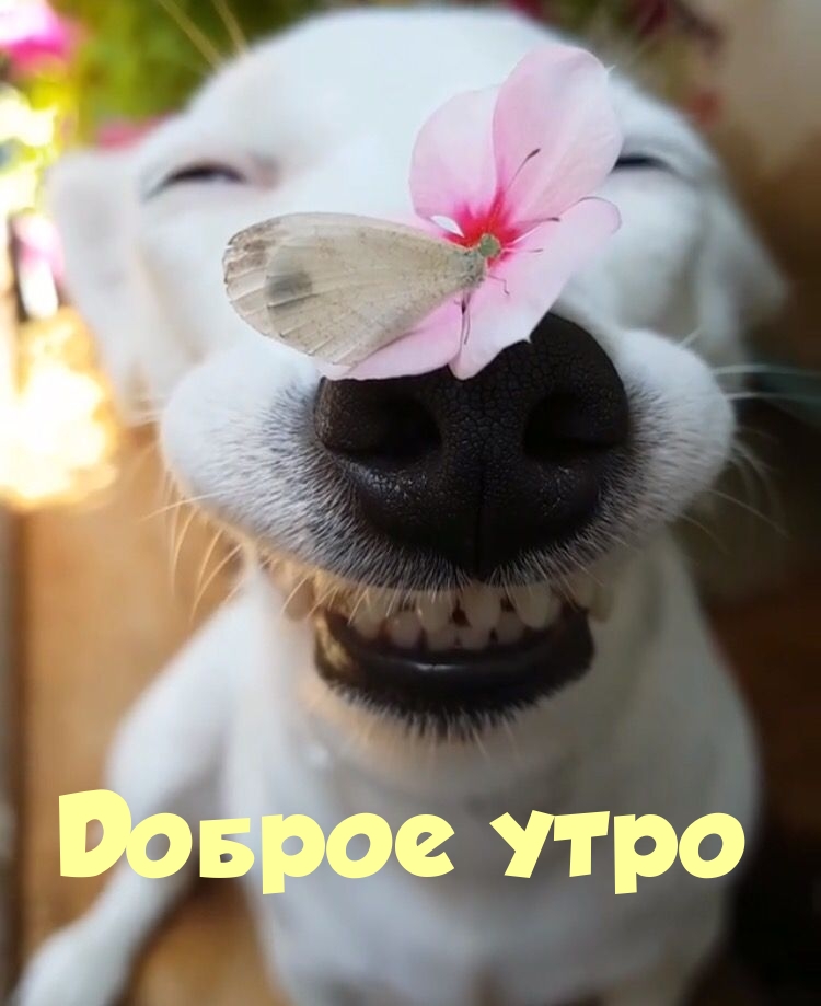 Доброе утро