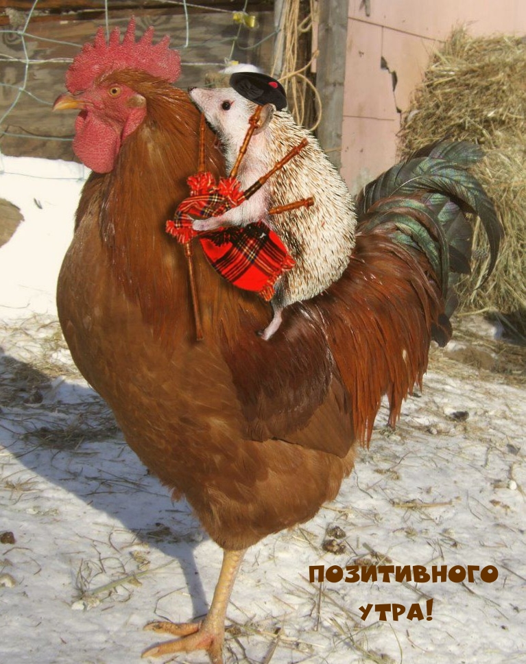 Позитивного утра!
