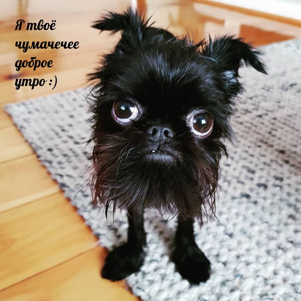 Я твоё чумачечее доброе утро :)