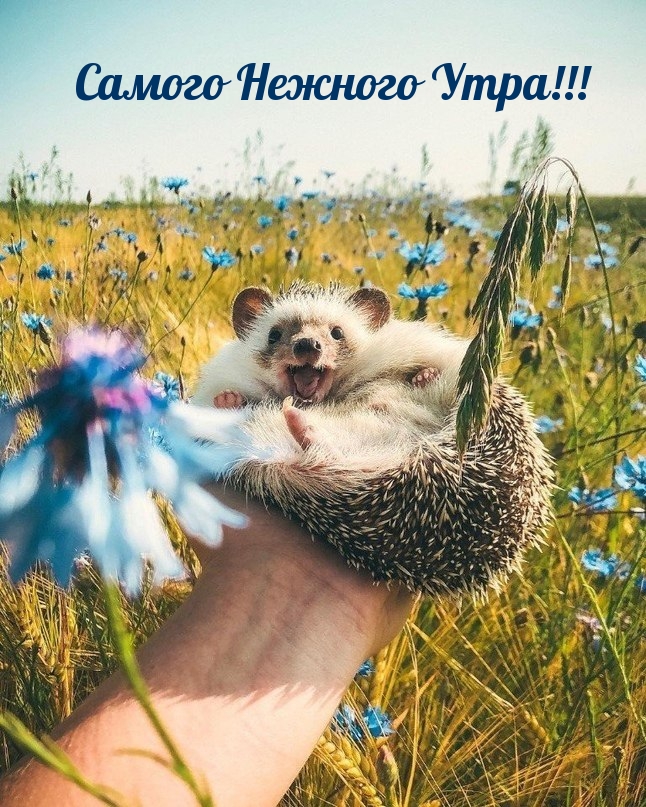 Самого Нежного Утра!