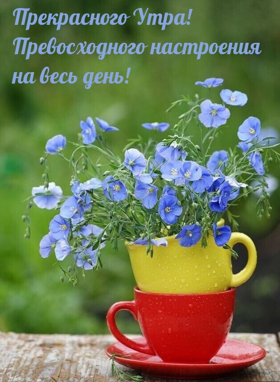 Прекрасного Утра! Превосходного настроения на весь день!