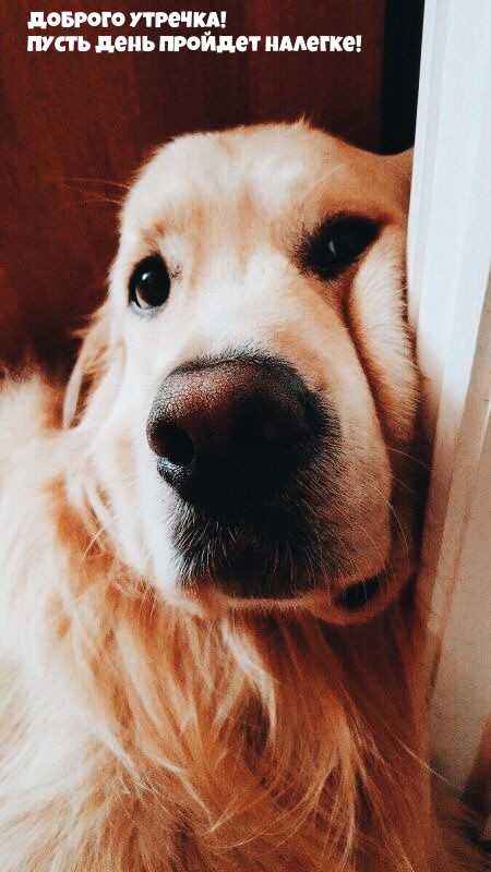 Доброго утречка! Пусть день пройдет налегке!