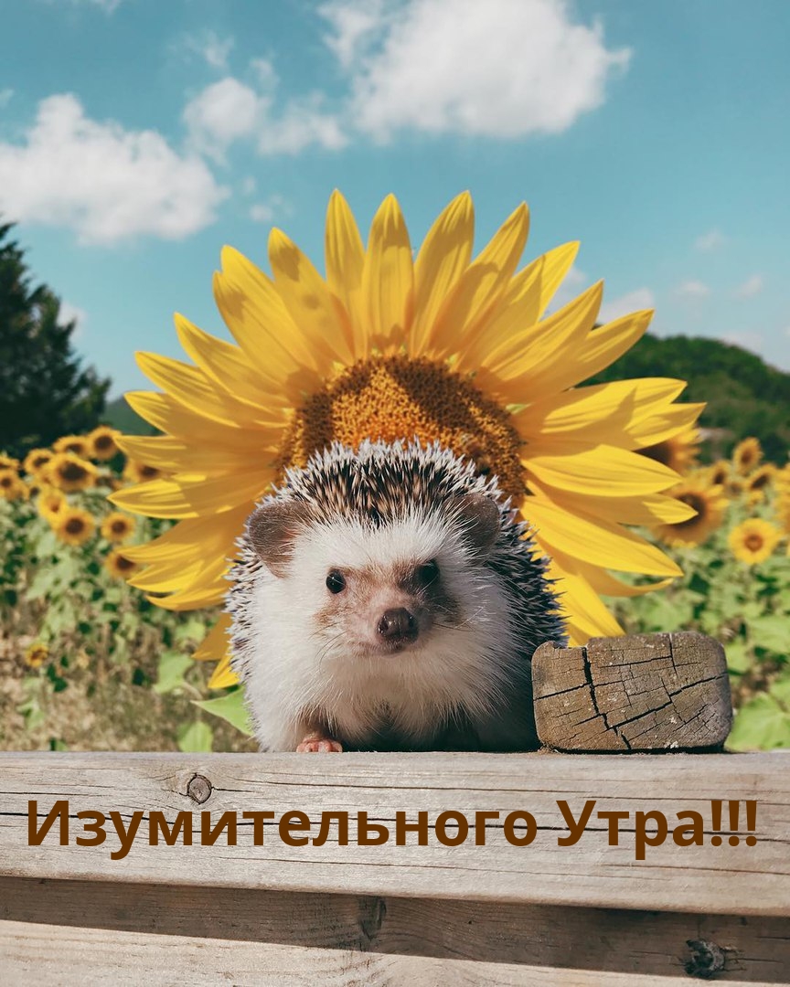 Изумительного Утра!