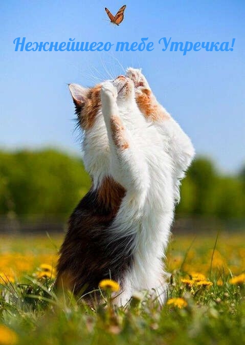 Нежнейшего тебе Утречка!