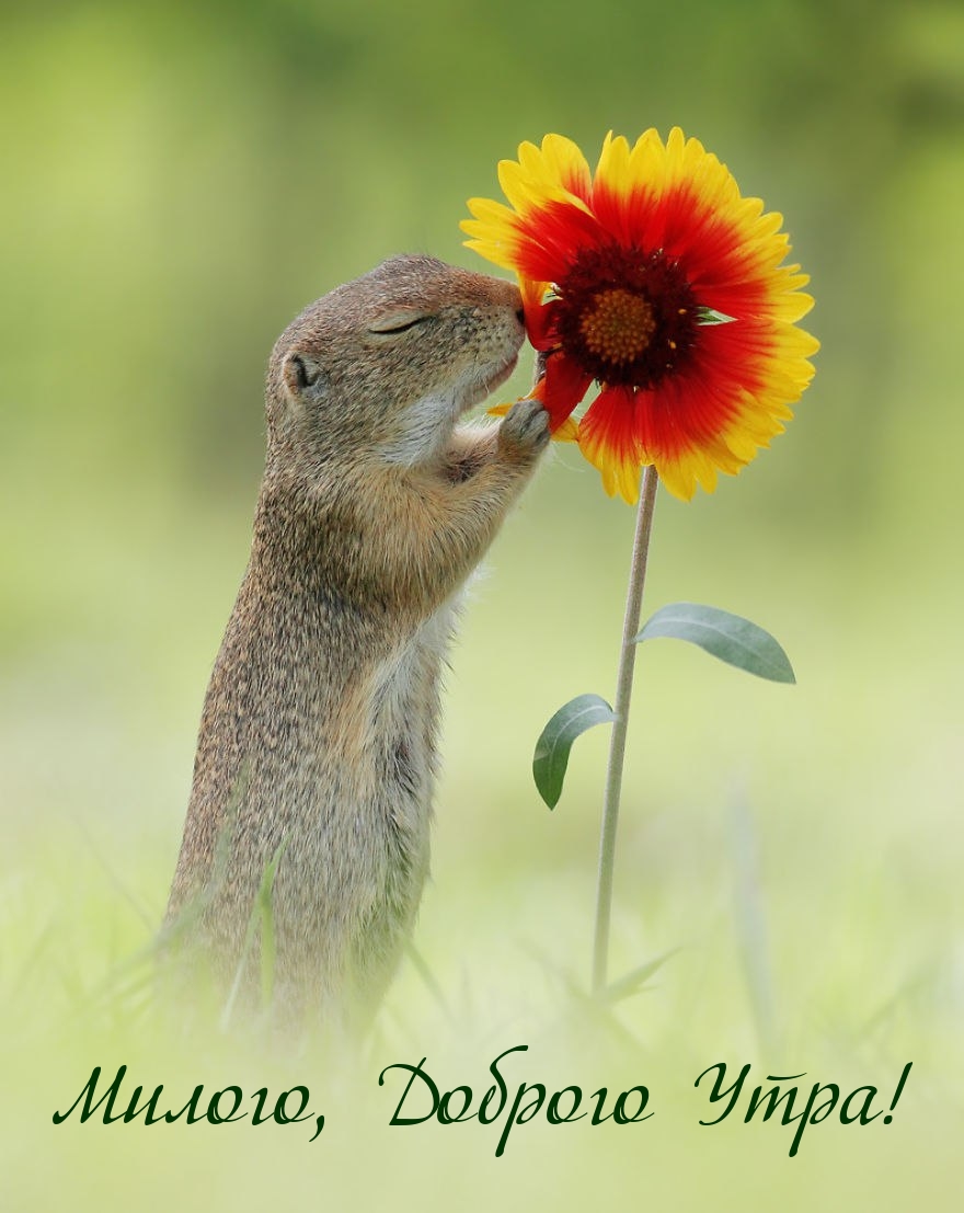 Милого, Доброго Утра!