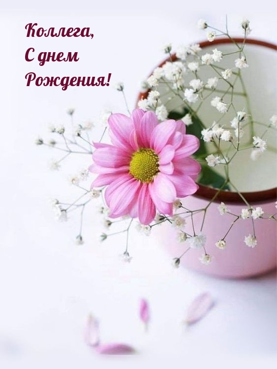 Коллега, с днем рождения!