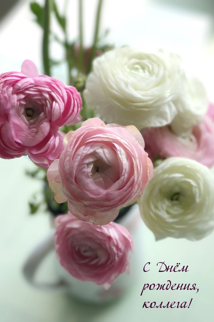 С Днём рождения, коллега!