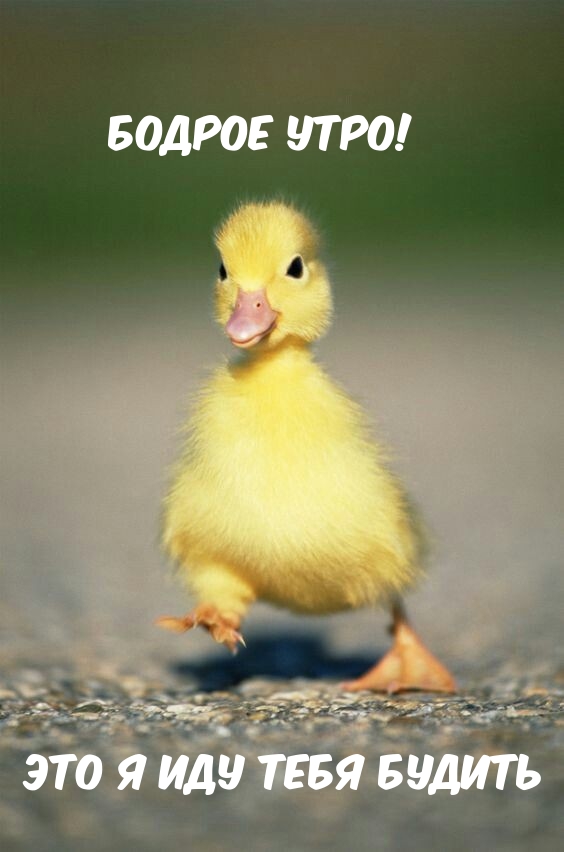 Бодрое утро! Это я иду тебя будить