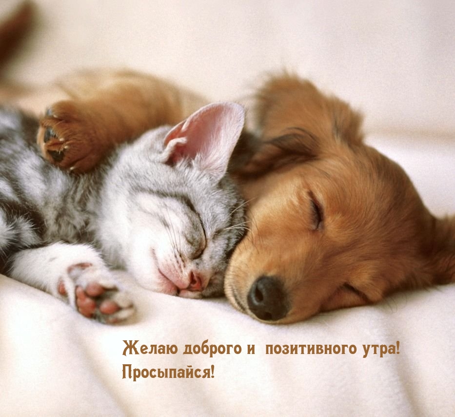 Желаю доброго и  позитивного утра! Просыпайся! 