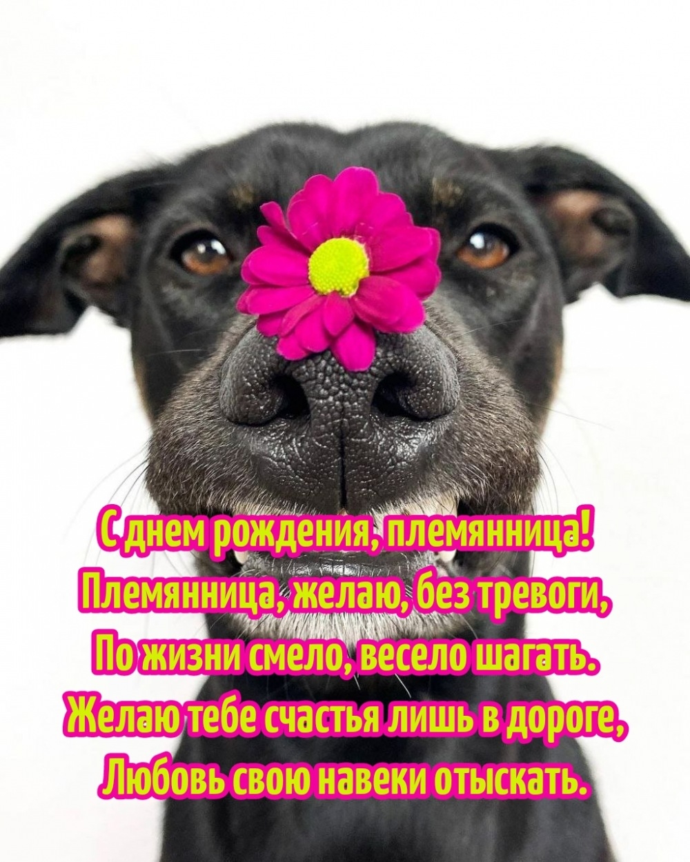 Племянница, желаю, без тревоги, по жизни смело, весело шагать.