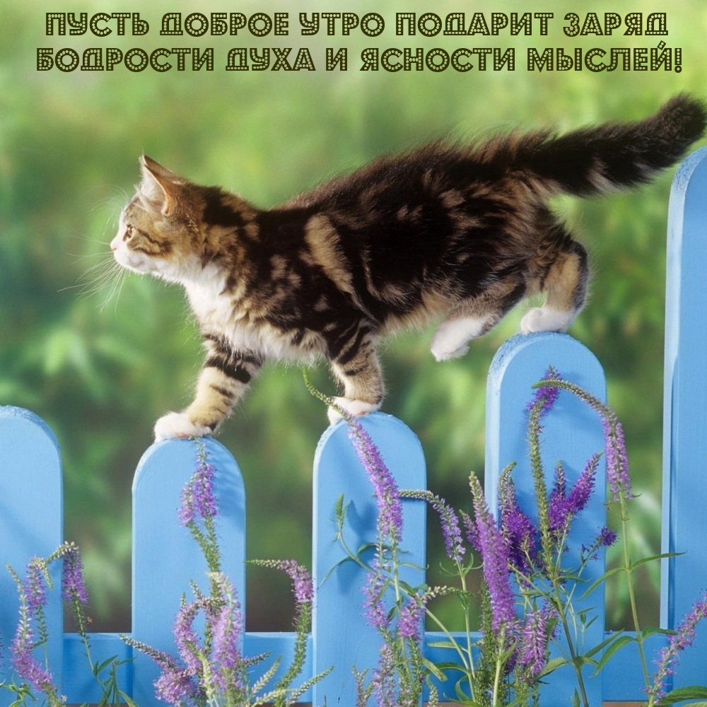 Пусть доброе утро подарит заряд бодрости духа и ясности мыслей!