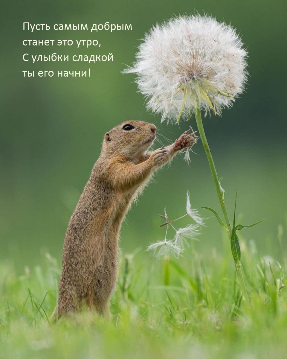 Пусть самым добрым станет утро, с улыбки сладкой ты его начни!