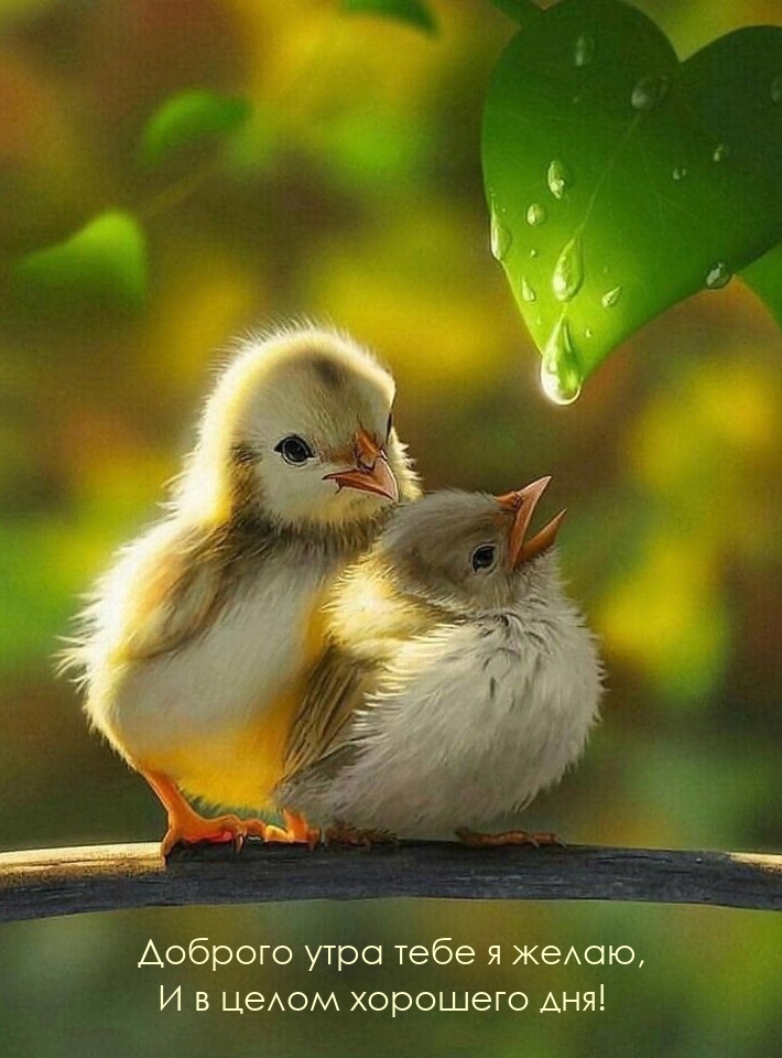 Доброго утра тебе я желаю, и в целом хорошего дня!