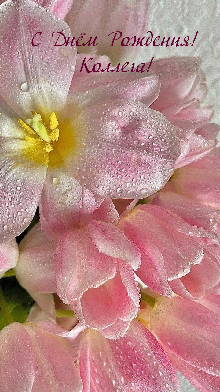 С Днём Рождения! Коллега!