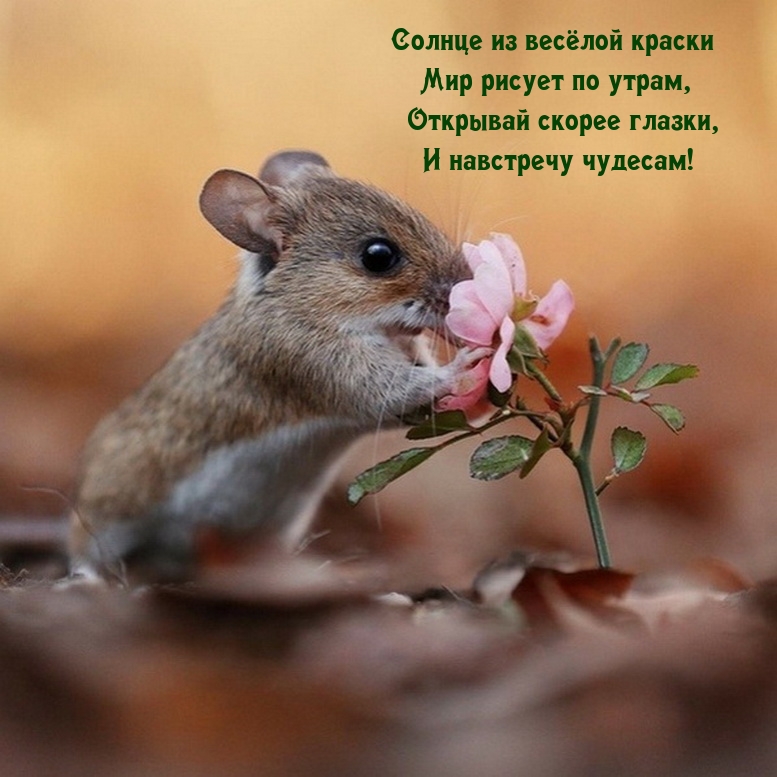 Открывай скорее глазки, и навстречу чудесам!