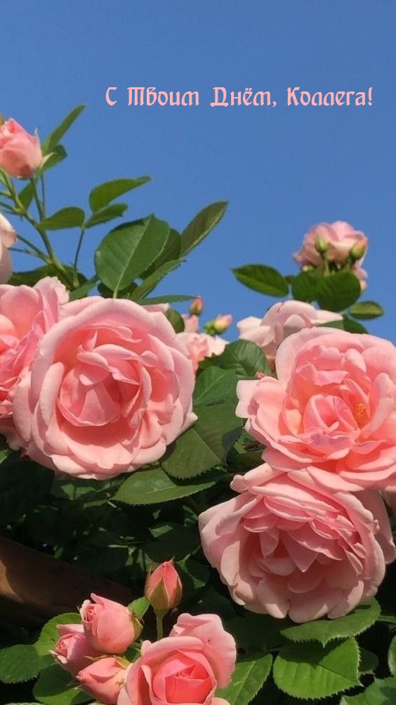 С Твоим Днём, Коллега!