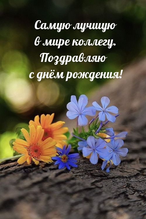 Самую лучшую в мире коллегу. Поздравляю с днём рождения! 