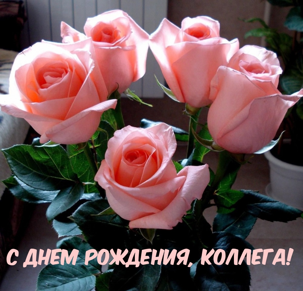 С днем рождения, коллега!