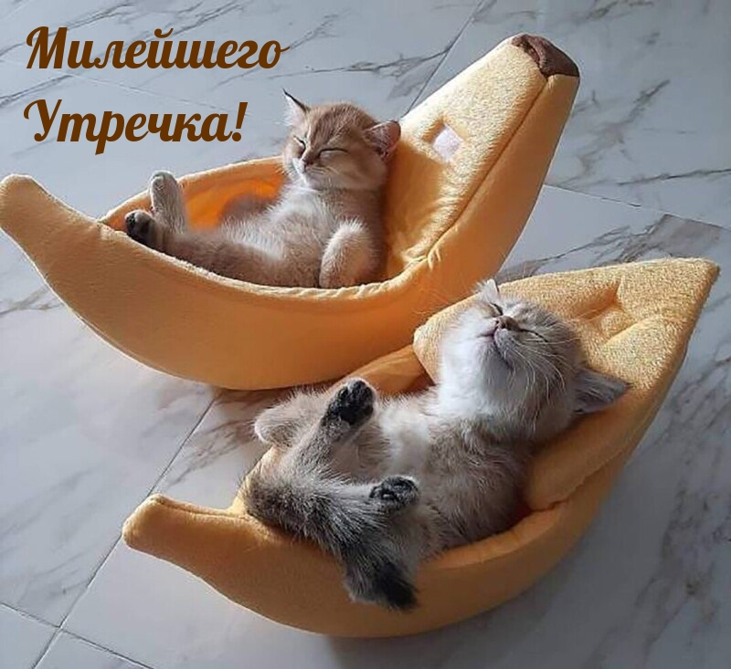 Милейшего Утречка!