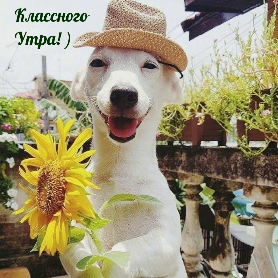 Классного Утра! )