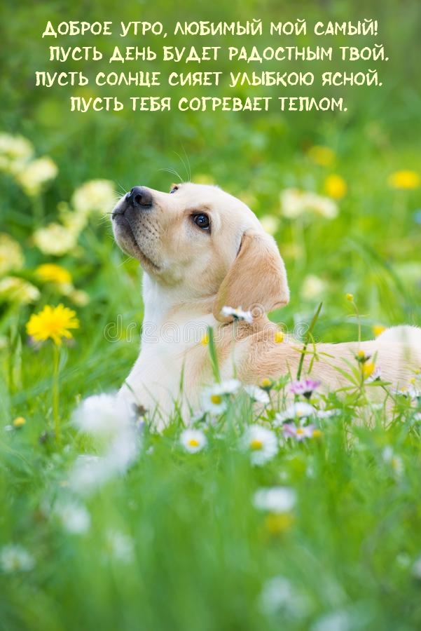 Доброе утро, любимый мой самый! Пусть день будет радостным твой.