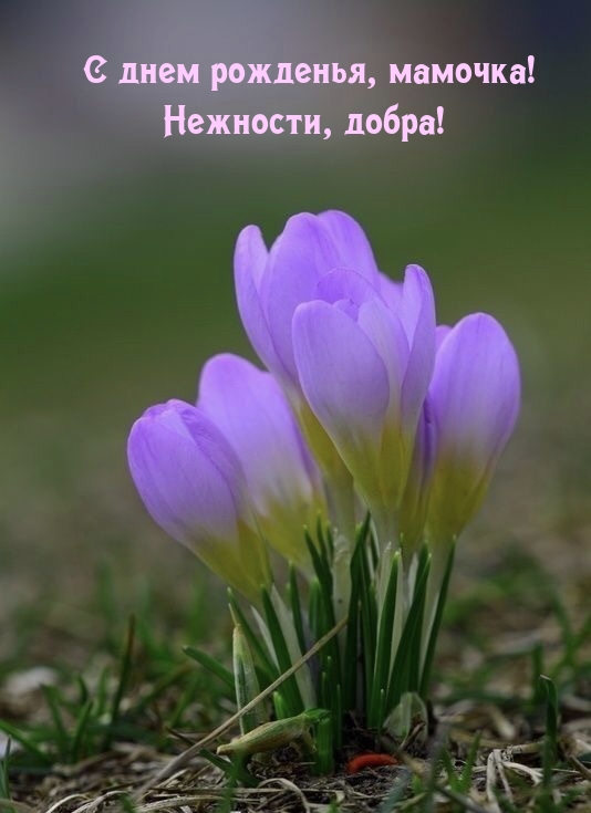 С днем рожденья, мамочка! Нежности, добра!