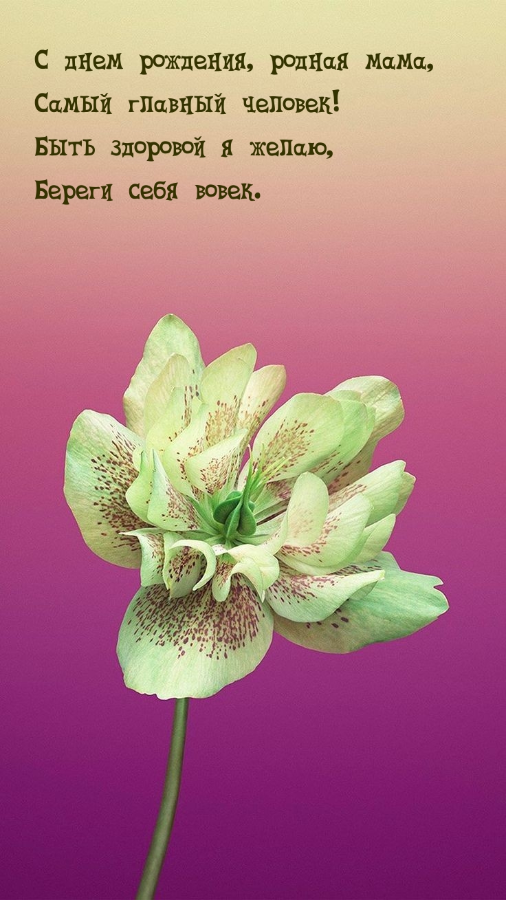 С днем рождения, родная мама, самый главный человек!