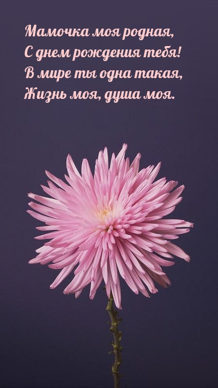Мамочка моя родная, с днем рождения тебя!